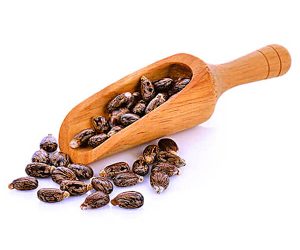 Castorseeds