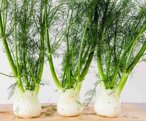 Fennel