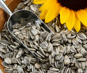 Sun flower seeds