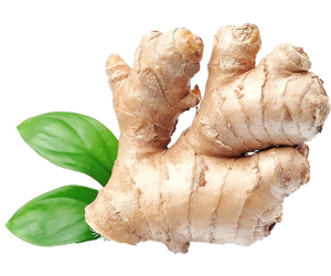 ginger-1